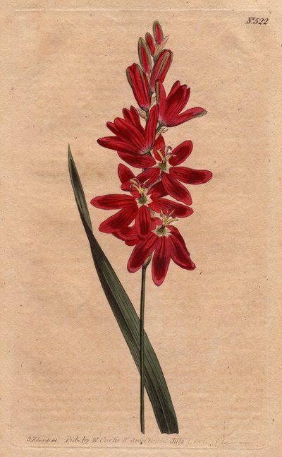 Ixia écarlate ou fleur étalée, couleur écarlate foncée. Ixia patens. Gravure à la main en cuivre d