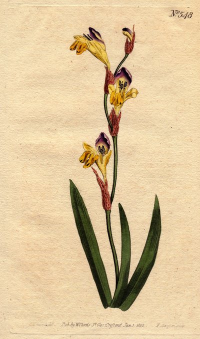 Ixia à corolle ringente de couleurs jaune, pourpre et marron - Sydenham Teast Edwards
