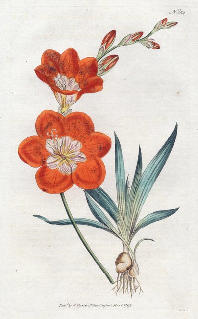 Ixie orangée - Sydenham Teast Edwards