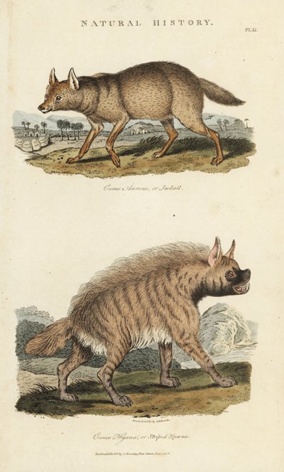 Chacal doré et hyène rayée - Canis aureus et Hyaena hyaena - Sydenham Teast Edwards