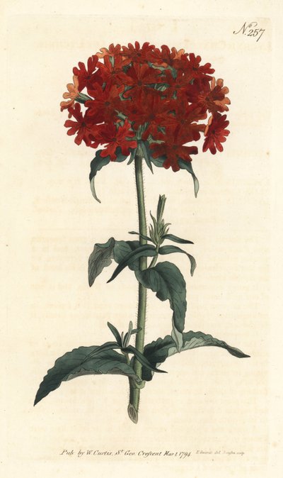 Croix de Jérusalem - Silene chalcedonica - Sydenham Teast Edwards