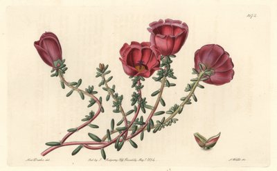 Pourpier à grandes fleurs ou chevalier de onze heures, originaire du Chili - Eau-forte par S. Watts d