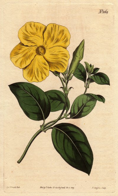 Grande fleur jaune des savanes - Sydenham Teast Edwards