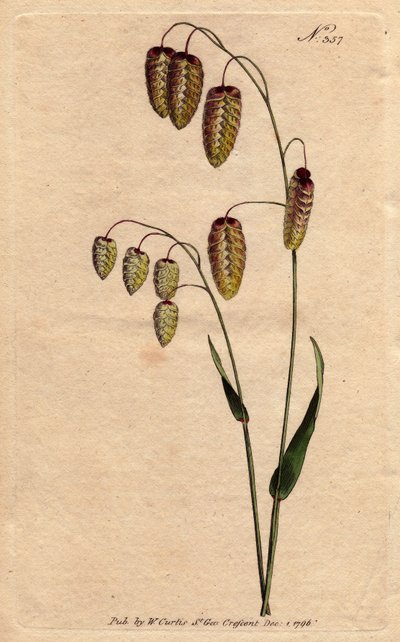Grande brize, herbe à graines dorées, penchée sur le pied. Origine Espagne et Italie. Grande herbe tremblante à graines dorées tombant sur la tige. Originaire d