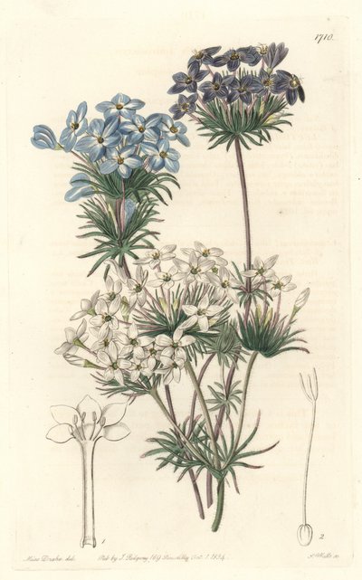 Leptosiphon androsace, originaire de Californie - Sydenham Teast Edwards
