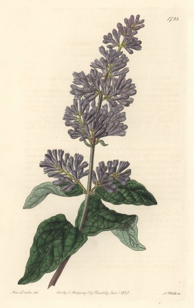 Lilas de Hongrie - du Botanical Register - Sydenham Teast Edwards