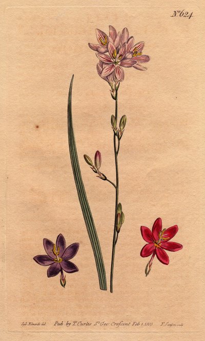 Lys des champs, avec exemples de différentes couleurs : rose, violet, écarlate. Ixia flexuosa. Gravure à la main en cuivre d