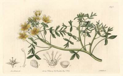 Limnanthe, originaire de Californie - du Botanical Register - Sydenham Teast Edwards