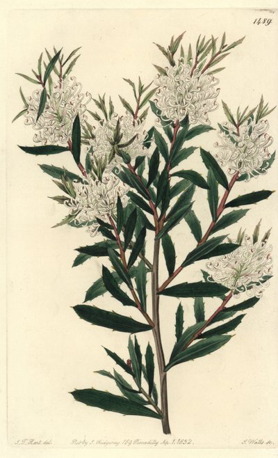 Hakea à feuilles linéaires, Hakea linearis. Gravure à la main en couleur par S. Watts d