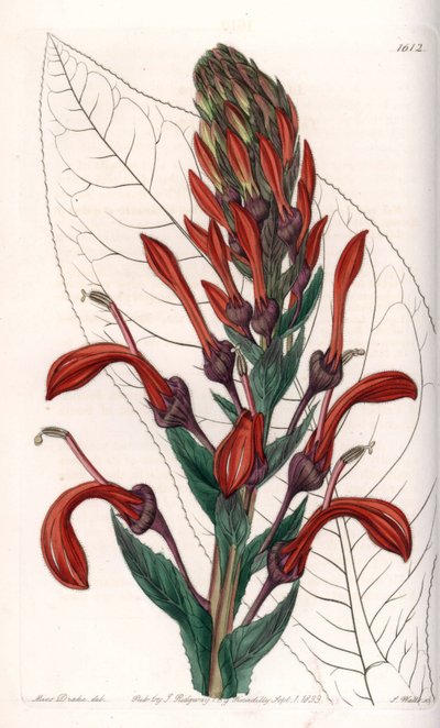 Lobélie variété (ou cardinal) du Chili - Sydenham Teast Edwards