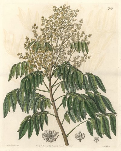 Longanier, originaire de Chine - Gravure par S. Watts d