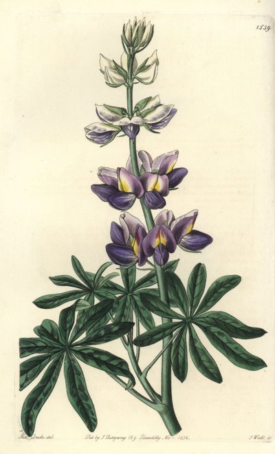 Lupin - Lupinus changeant, Lupinus mutabilis. Gravure sur cuivre coloriée à la main par S. Watts d