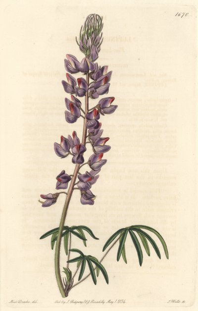 Lupin à feuilles étroites - Eau-forte par S. Watts d