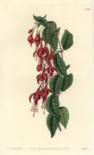 Fuchsia de Magellan - Fuchsia à colibri, Fuchsia magellanica - Sydenham Teast Edwards