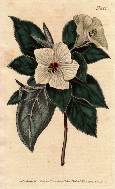 Melhania Sainte-Hélène avec fleurs blanches. Bois rouge de Sainte-Hélène avec fleurs blanches. Melhania erythroxylon. Gravure sur cuivre coloriée à la main d