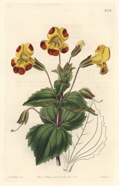 Mimule, surnommé Fleur de Singe ou Fleur de Musc, variété hybride (illustration de Sarah Anne Drake) - Sydenham Teast Edwards