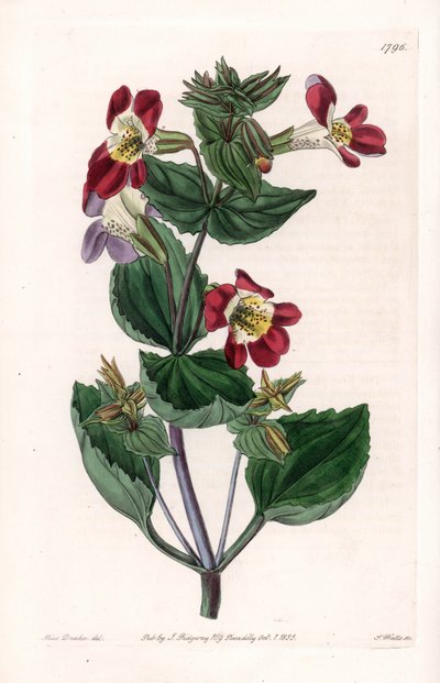 Mimule variete, appelée fleur de singe ou fleur de musc - Planche gravée par S. Watts, d