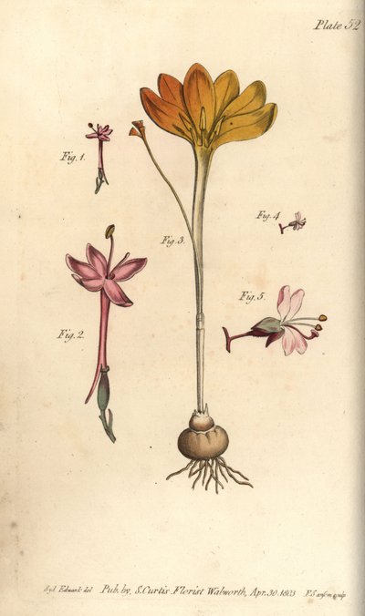 Monandrie, Crocus angustifolius et Circaea alpina (illustration de Sydenham Edwards) - Sydenham Teast Edwards