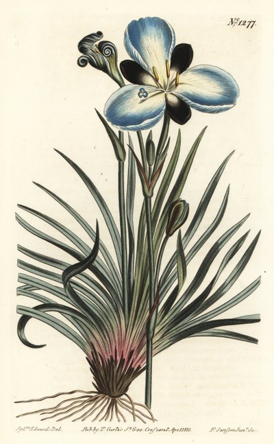 Aristée à fleurs de deuil - Sydenham Teast Edwards
