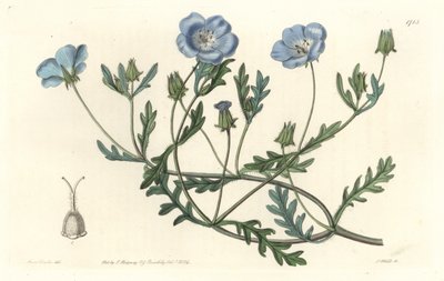 Namophile maculée, originaire de Californie - Sydenham Teast Edwards