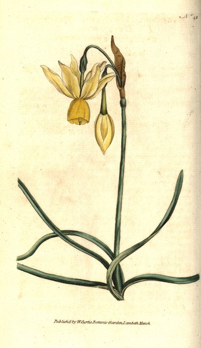 Narcisse - Narcissus triandrus - Sydenham Teast Edwards