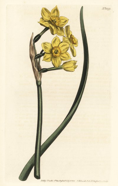 Narcisse en bouquet - Sydenham Teast Edwards