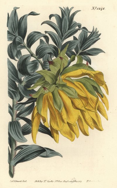 Liparia splendens (Liparia à feuilles de ruscus, Liparia sphaerica). Gravure à la main par F. Sansom Jr. d