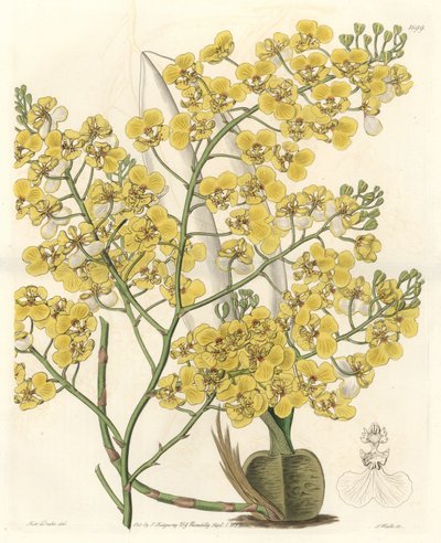 Orchidée (Oncidium ampliatum), à fleurs jaunes, originaire de Nouvelle-Zélande - Gravure par S. Watts d