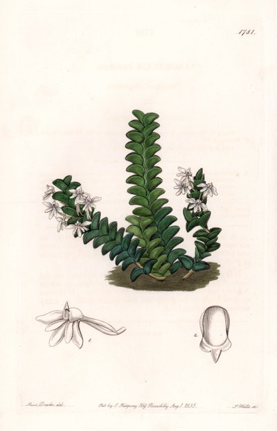 Orchidée : variété d