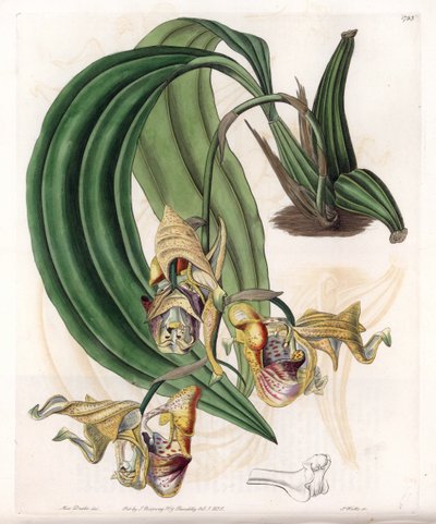 Orchidée : variété de Coryanthes avec des fleurs tachetées - Planche gravée par S. Watts, d