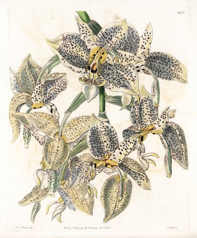 Orchidée : variété de Stanhopea, néotropicale - Planche gravée par S. Watts, d