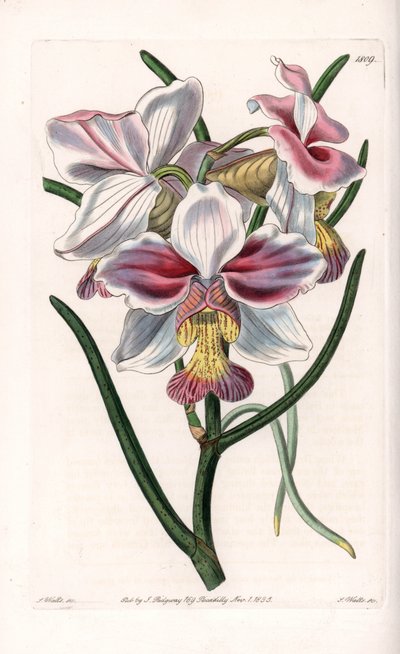 Orchidée : Vanda variété, espèce épiphyte d