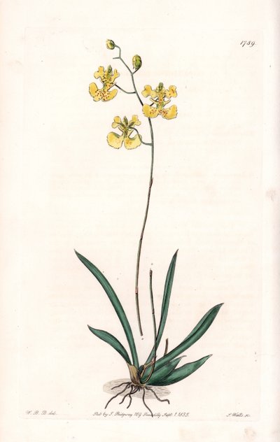 Orchidée : variété Tolumnia guianensis, endémique d