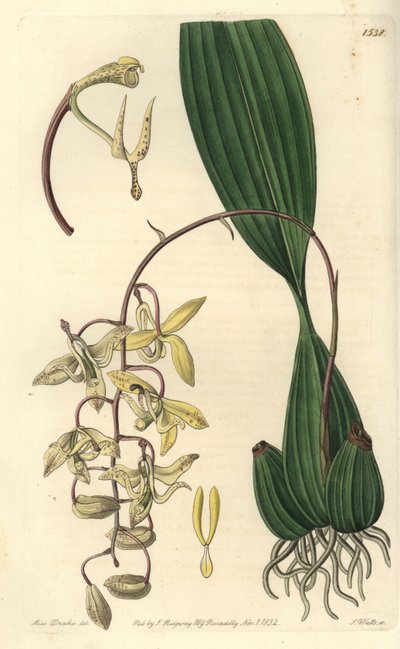 Orchidée Cirrhaea - Cirrhaea loddigesii - Sydenham Teast Edwards