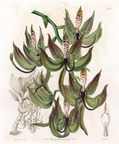 Orchidée : variété de Cycnoche - Gravure par S. Watts d