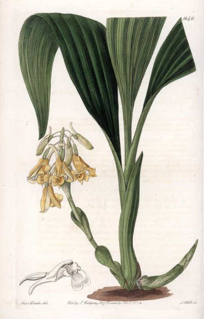 Orchidée : variété calanth avec des fleurs jaunes - Sydenham Teast Edwards
