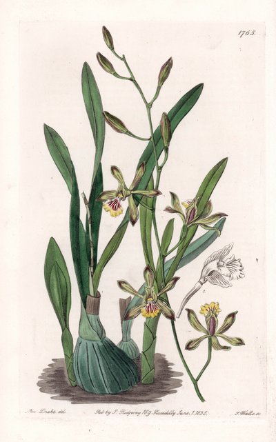 Orchidée : épidendre grêle - Sydenham Teast Edwards