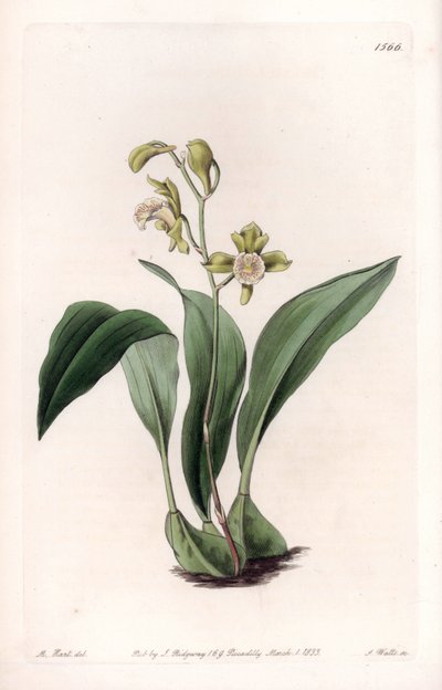 Orchidée : maxillaire en grappes - du Botanical Register de Sydenham Edwards - Sydenham Teast Edwards