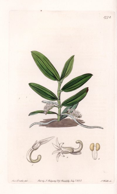 Orchidée : variété de camphylocentrum - du Botanical Register de Sydenham Edwards - Sydenham Teast Edwards