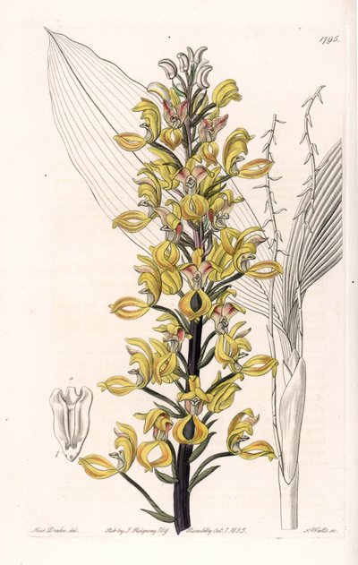 Orchidée : variété de govenia - Planche gravée par S. Watts, d
