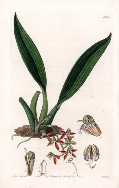 Orchidée : variété de macradenia, originaire de Guyane - Gravure par S. Watts d