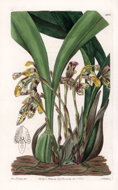 Orchidée : variété de maxillaria, originaire d