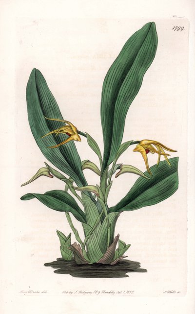 Orchidée : variété de maxillaria, originaire d