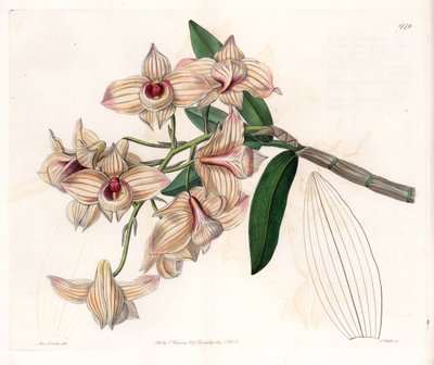 Orchidée : variété de Dendrobium - Sydenham Teast Edwards