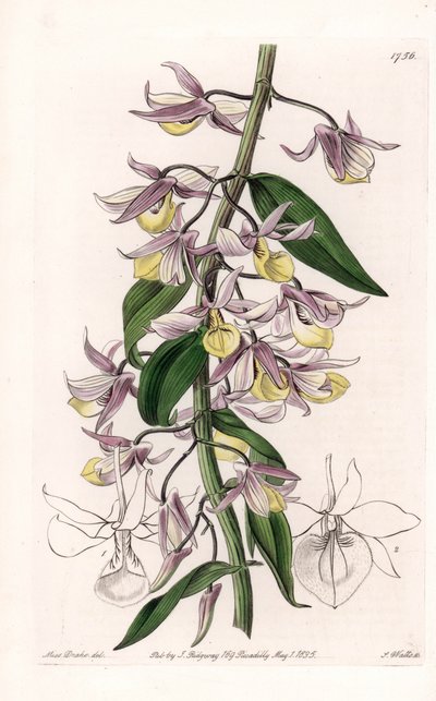Orchidée : variété de Dendrobium, originaire d