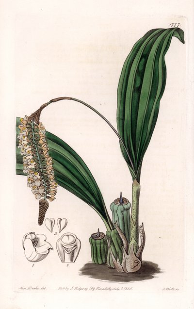 Orchidée : variété de Pholidota, originaire d