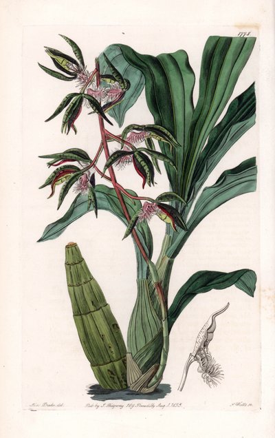 Orchidée : variété de catasetum, appelée barbu - du Botanical Register de Sydenham Edwards - Sydenham Teast Edwards