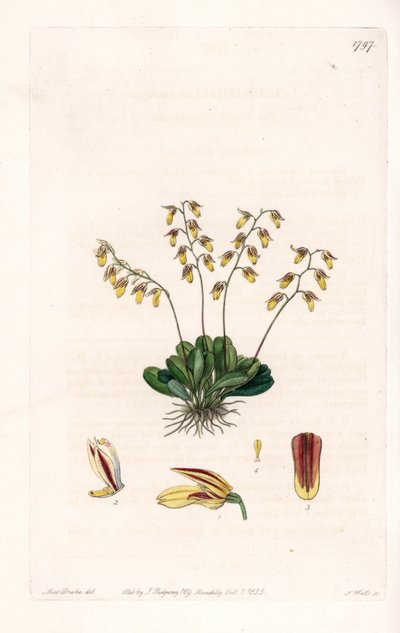 Orchidée : variété d