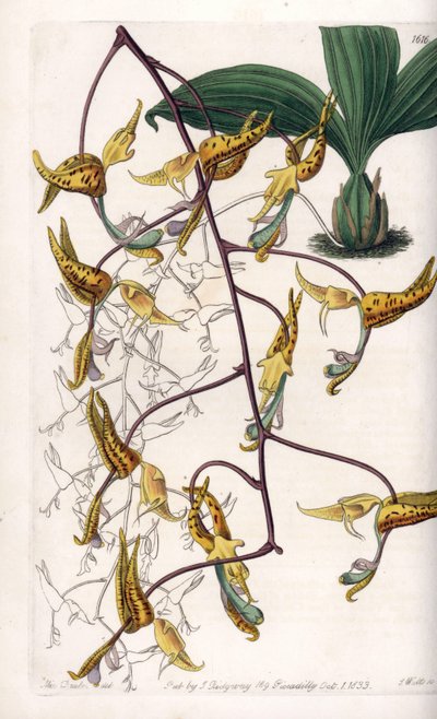 Orchidée : variété de gongora, native d