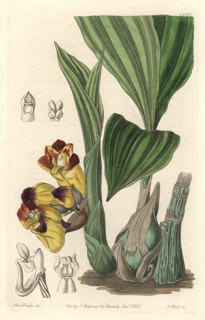 Orchidée Acanthephippium bicolor, originaire du Sri Lanka - Sydenham Teast Edwards